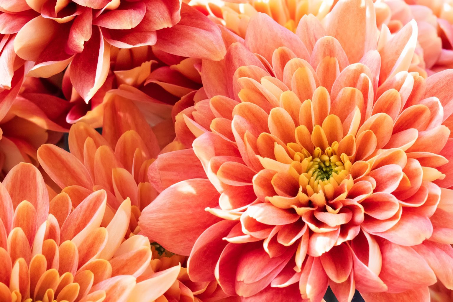 Peach,Colour,Dahlia,Flowers,Petals,Macro,View.,Bright,Floral,Wallpaper